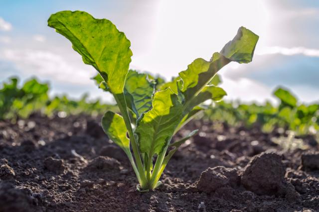 Sugar beet plant