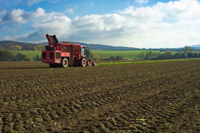 Sugar beet harvester