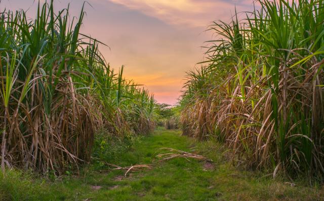 Sugar cane field