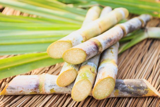 Sugar cane